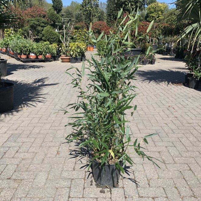 Phyllostachys bissetii 100/125 cm