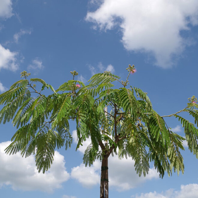 Albizia julibrissin Ombrella hoogstam (Perzische slaapboom)