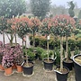 Photinia fraseri Red Robin 6/8 cm halfstam (Glansmispel)