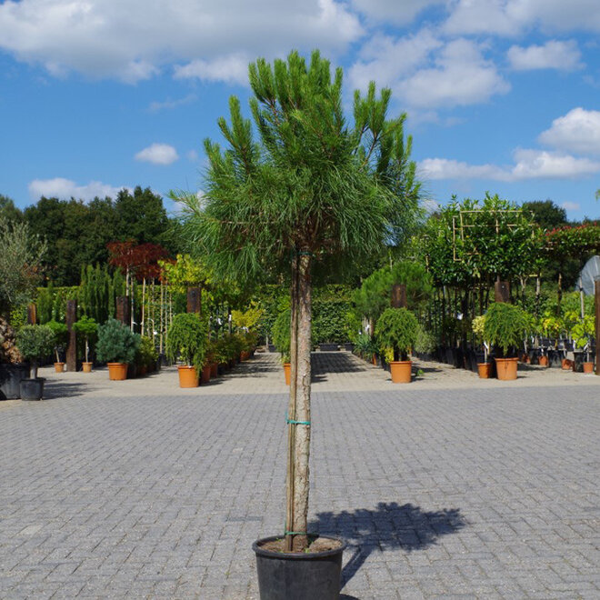 Pinus pinea halfstam (Pijnboom/Parasolden)