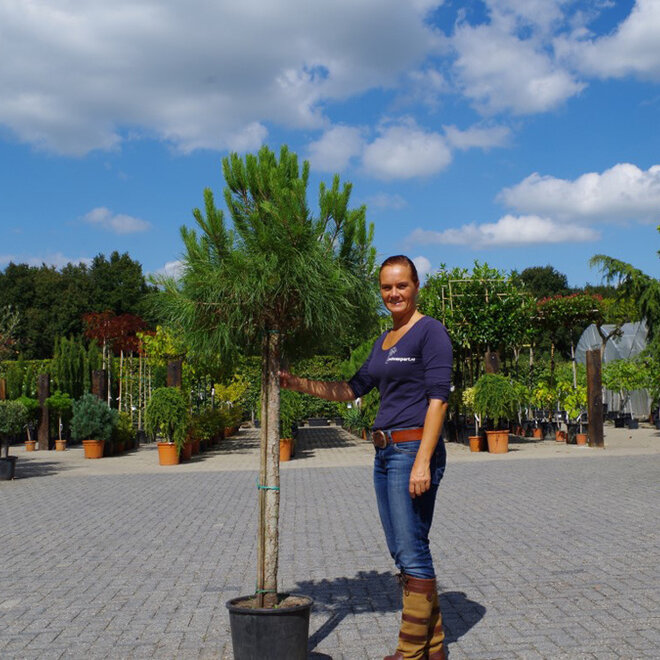 Pinus pinea halfstam (Pijnboom/Parasolden)