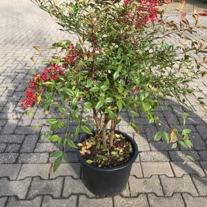 Nandina domestica planthoogte 60/80 cm (Hemelse bamboe)