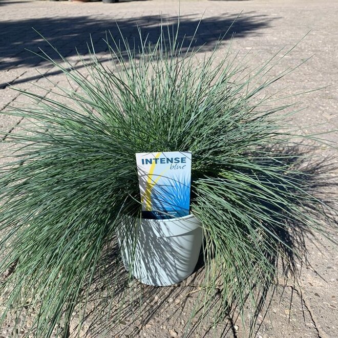 Festuca glauca Intense blue