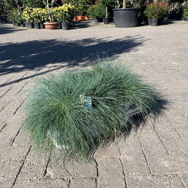Festuca glauca Intense blue