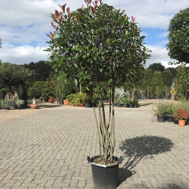 Meerstammige Photinia fraseri Red Robin