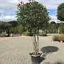 Meerstammige Photinia fraseri Red Robin (Glansmispel)