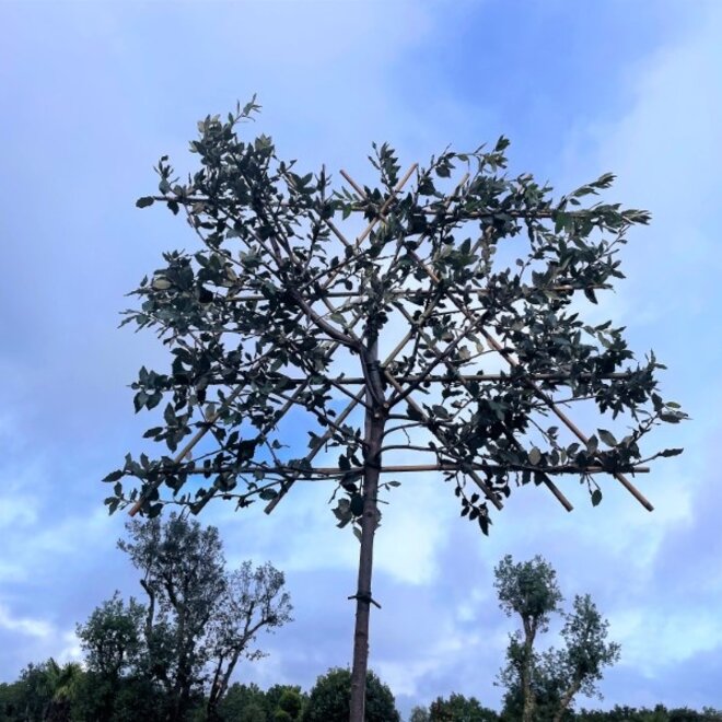 Quercus ilex wintergroene leiboom / scherm op stam