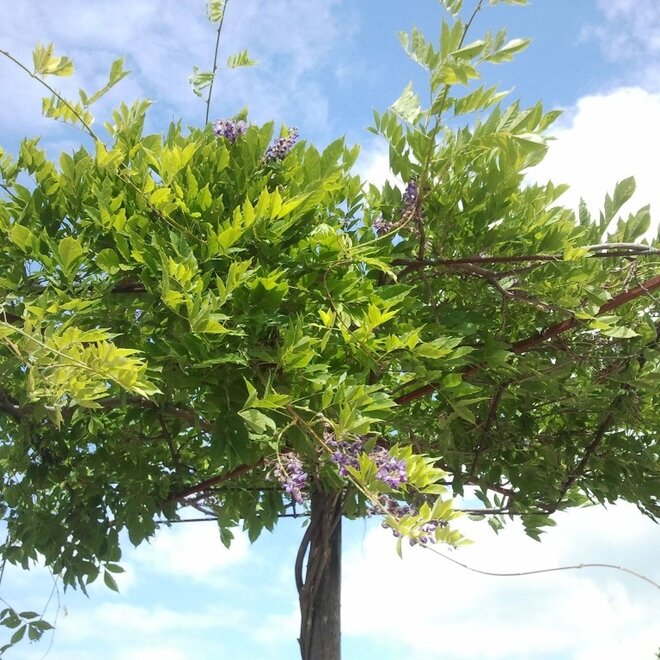 Wisteria sinensis dakboom (Blauwe regen)