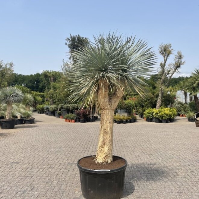 Yucca rostrata exclusief Multihead 280