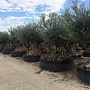 Olijfboom bonsai Lechin 300 cm+ stamomtrek
