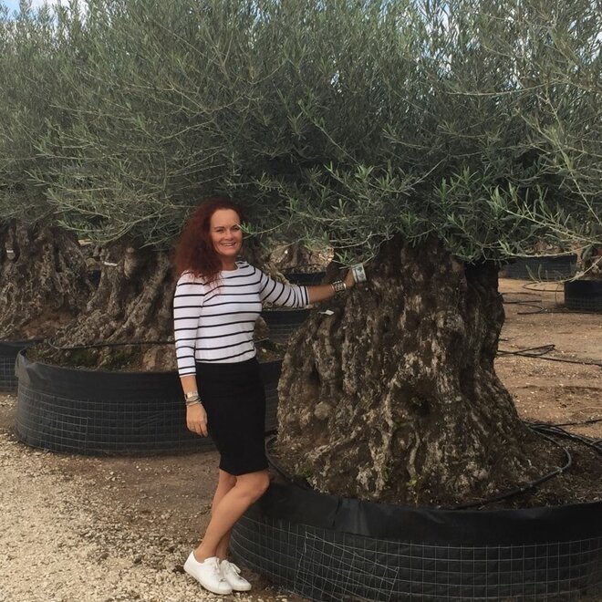 Olijfboom bonsai Lechin 300 cm+ stamomtrek