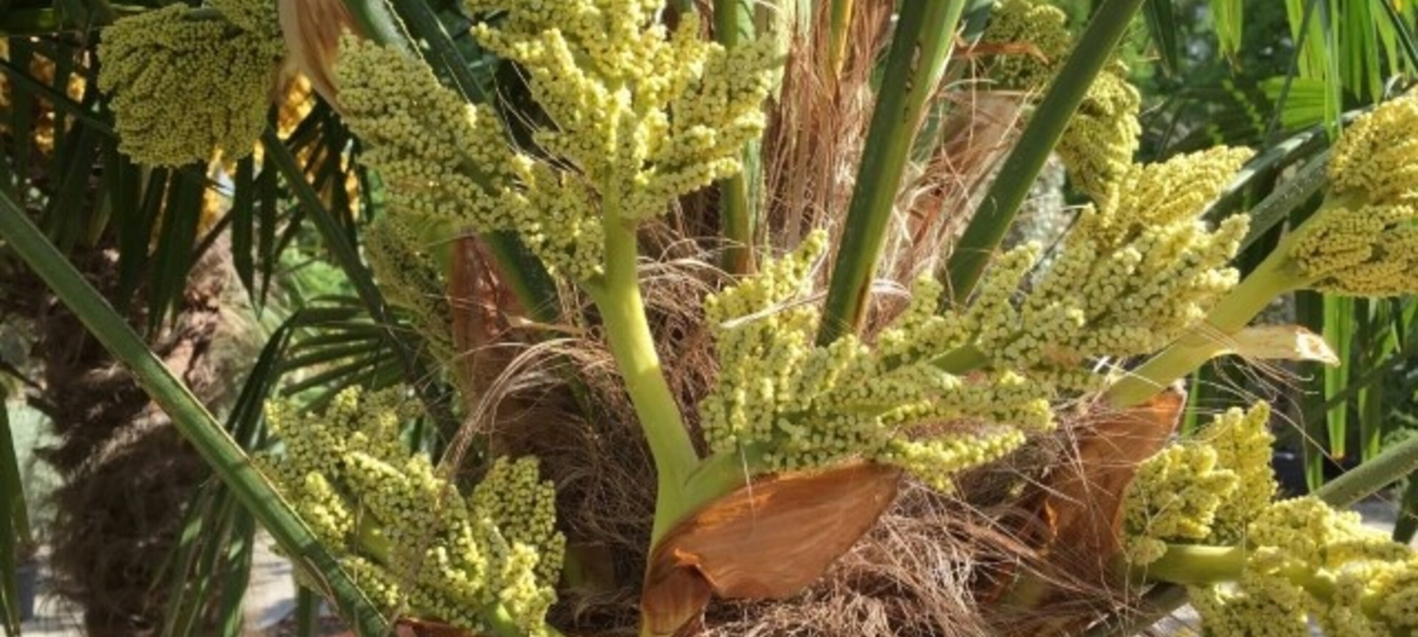 Palmboom in de bloei