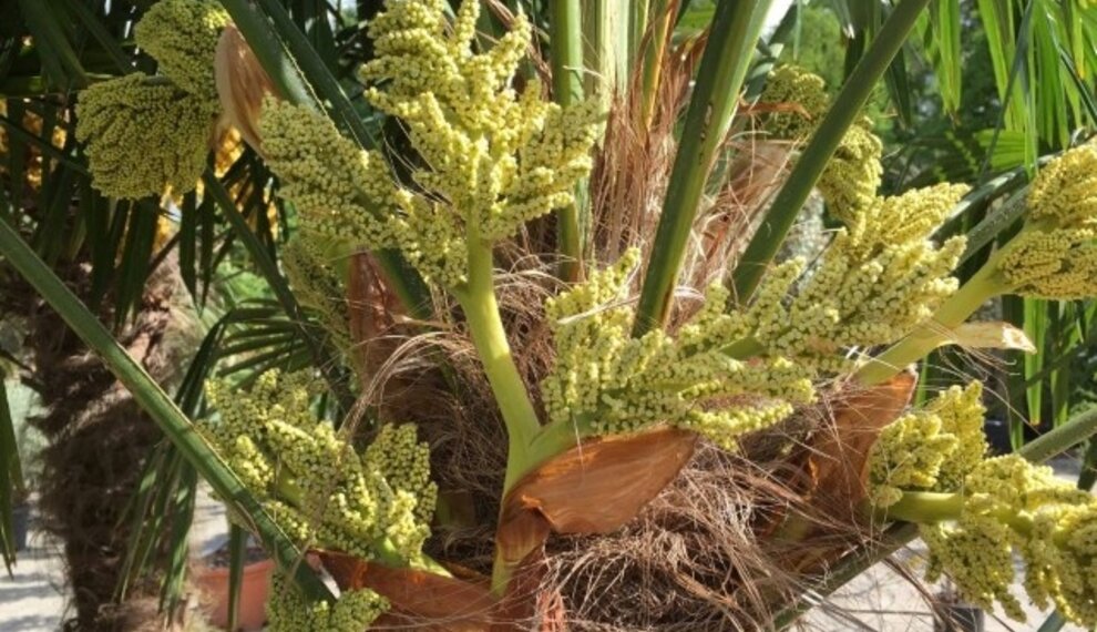 Palmboom in de bloei