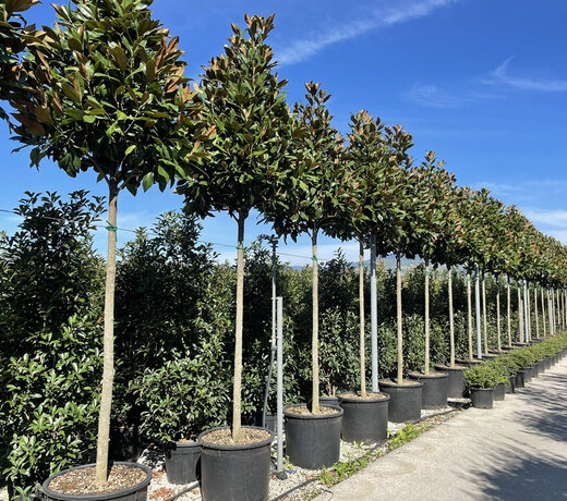 Magnolia grandiflora Gallisoniensis