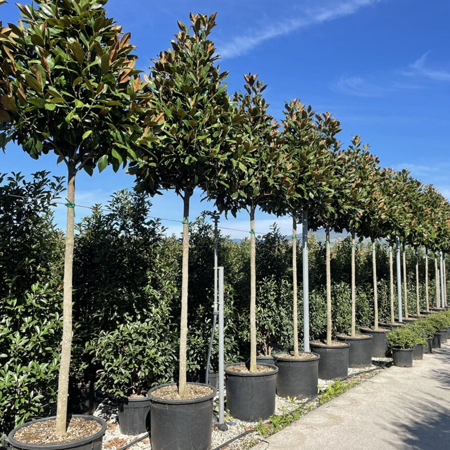 Magnolia grandiflora