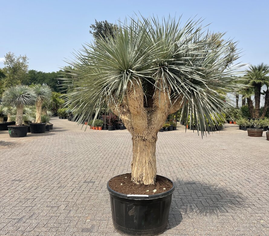 Yucca rostrata