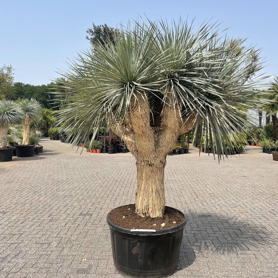 Yucca rostrata