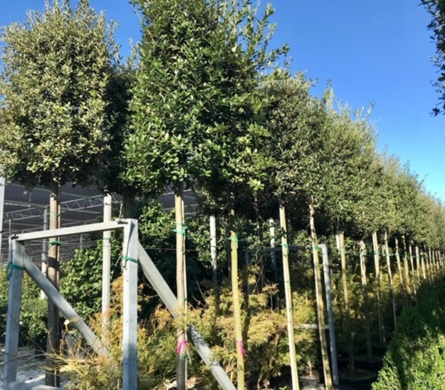 Steeneiken & Kurkeiken