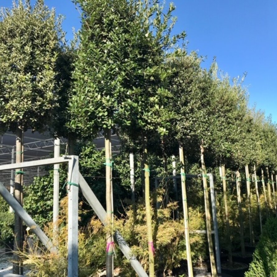 Steeneiken & Kurkeiken