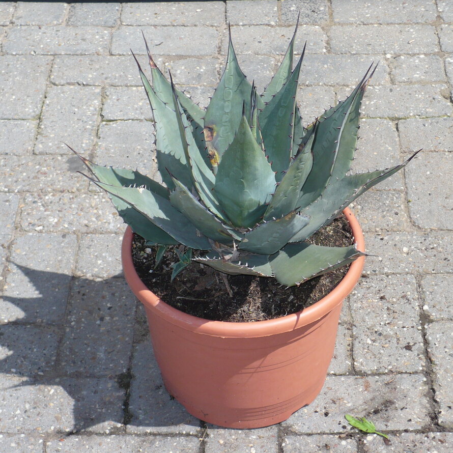 Agave havardiana