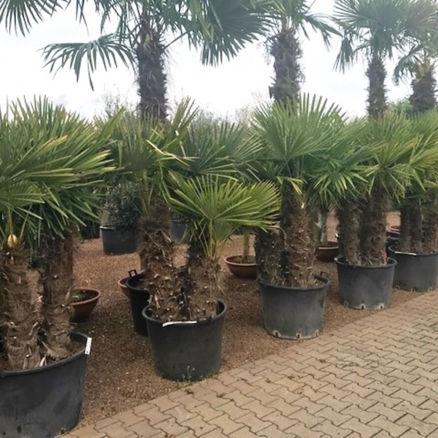 Trachycarpus fortunei multistammen