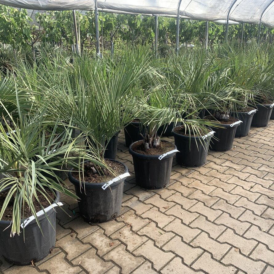 Butia capitata