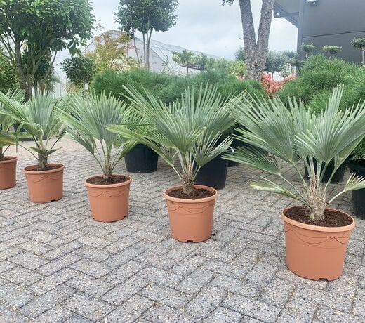 Trachycarpus princeps blue silver kopen