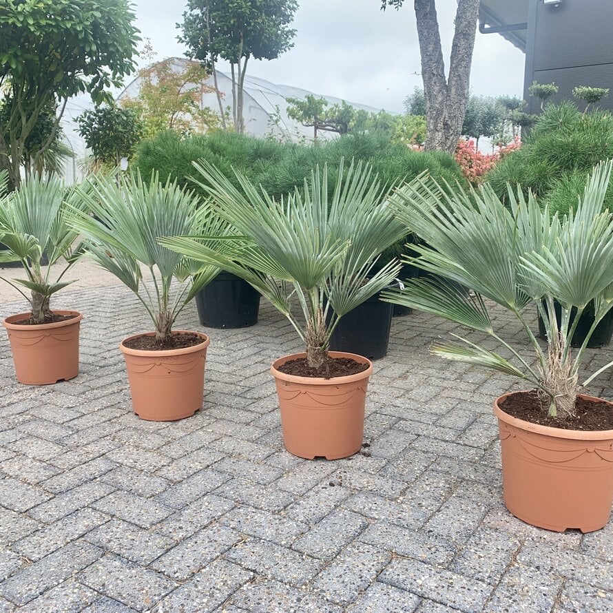 Trachycarpus princeps blue silver