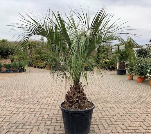 Butia eriospatha (Wollige butia)