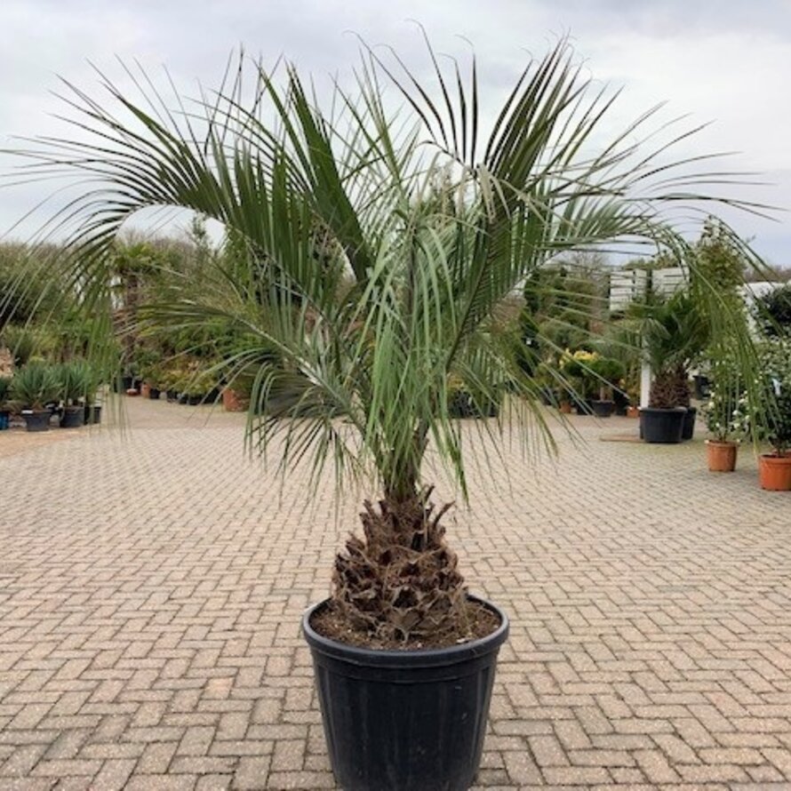 Butia eriospatha