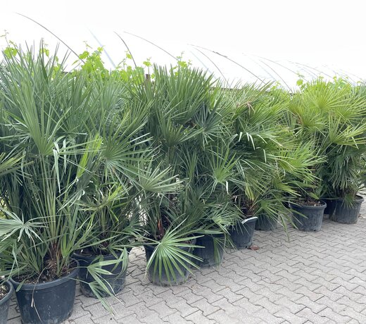 Chamaerops humilis (Europese dwergpalm)