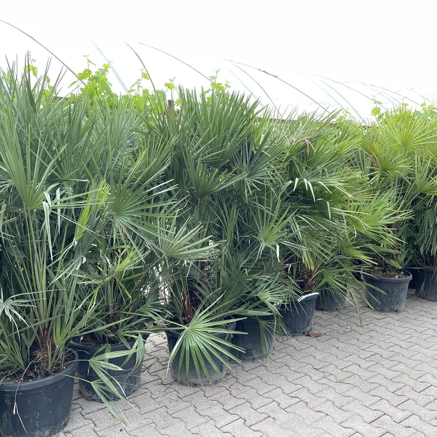Chamaerops humilis