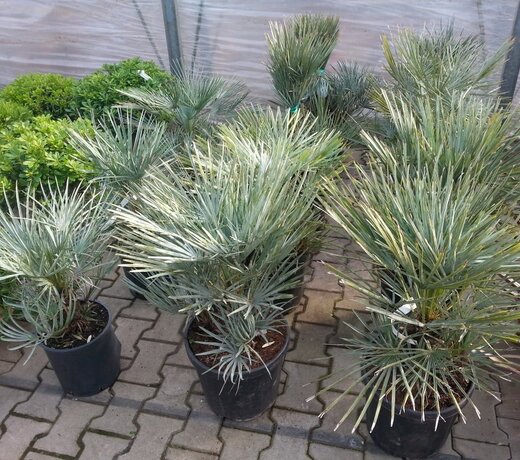 Chamaerops humilis Cerifera