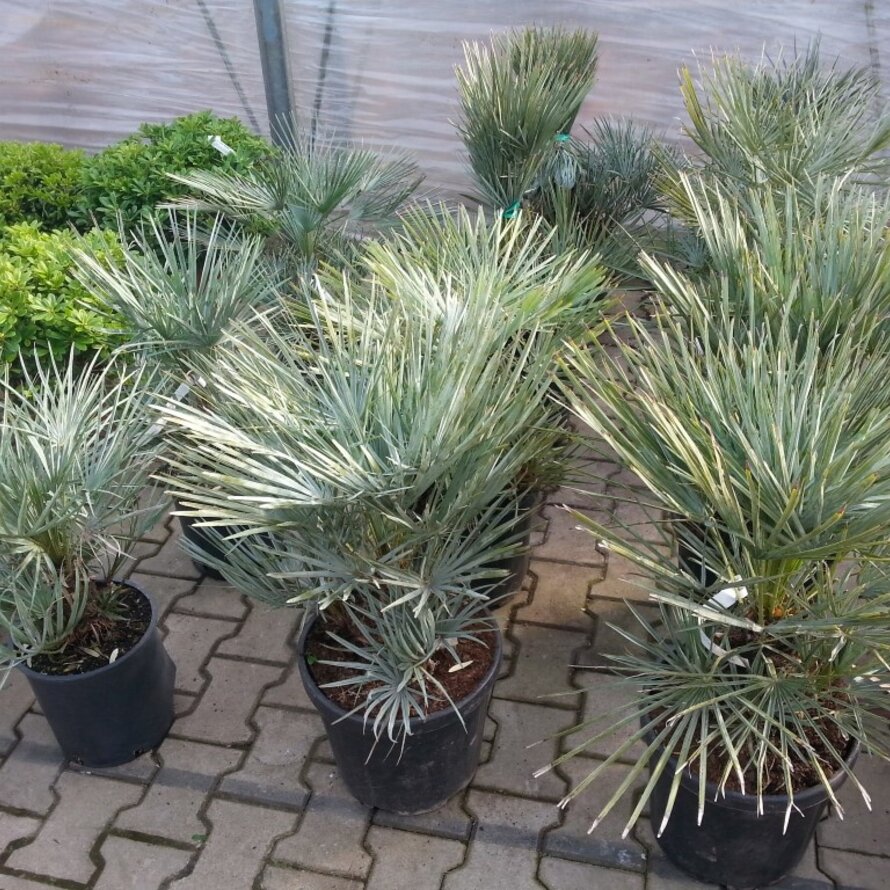 Chamaerops humilis Cerifera