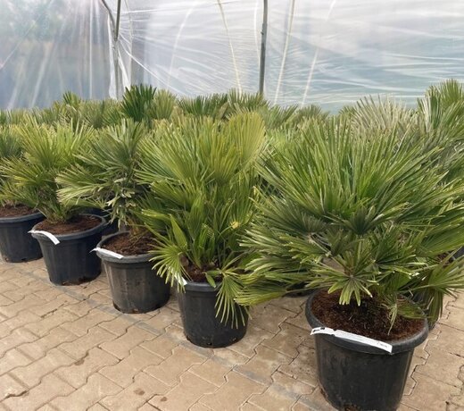 Chamaerops humilis Vulcano