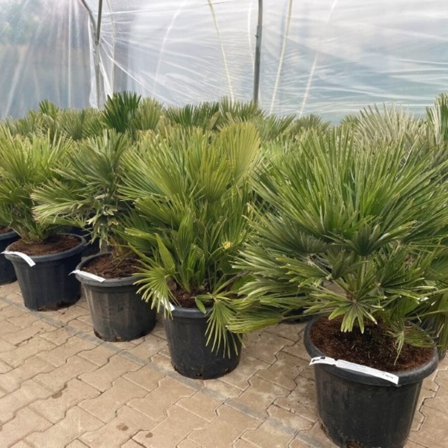 Chamaerops humilis Vulcano