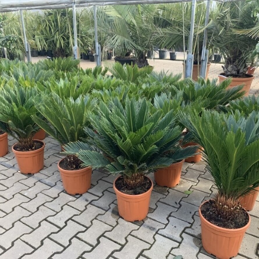 Cycas revoluta