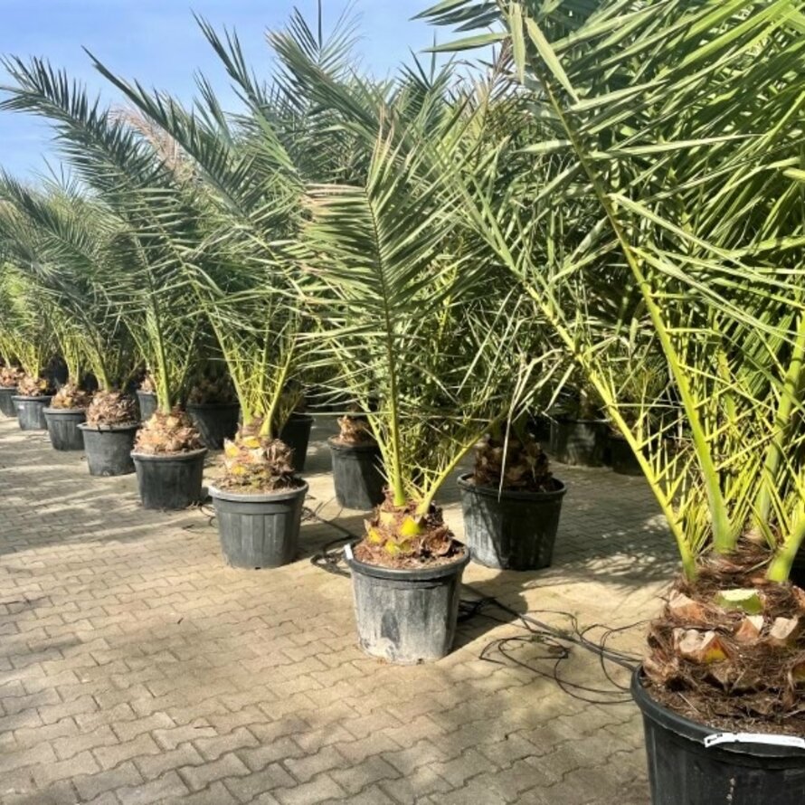 Phoenix canariensis