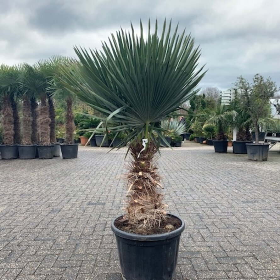 Trithrinax brasiliensis