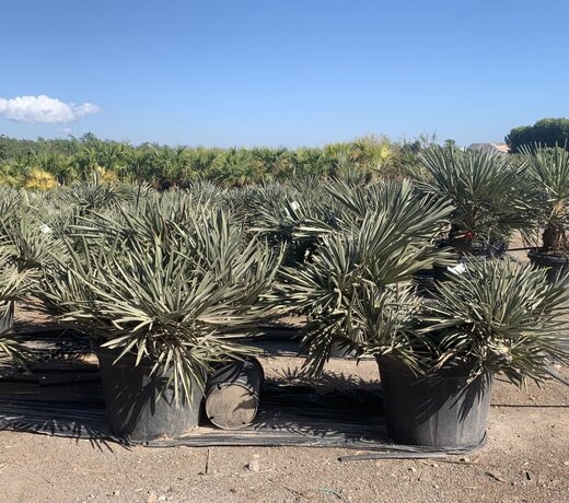 Trithrinax campestris (Blauwe dadelpalm)