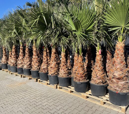 Washingtonia robusta (Mexicaanse waaierpalm)