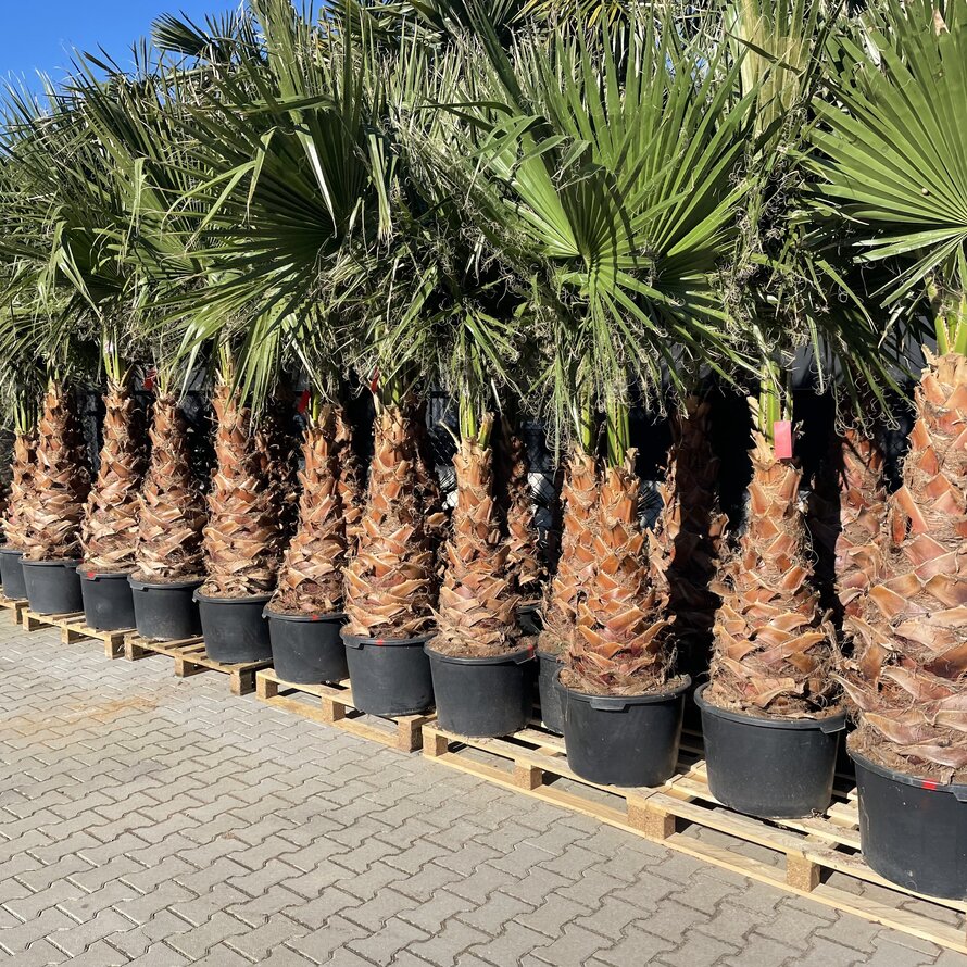 Washingtonia robusta