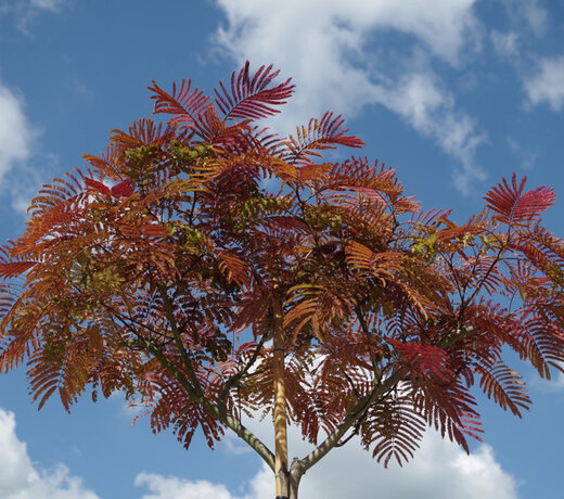 Albizia (Slaapboom)