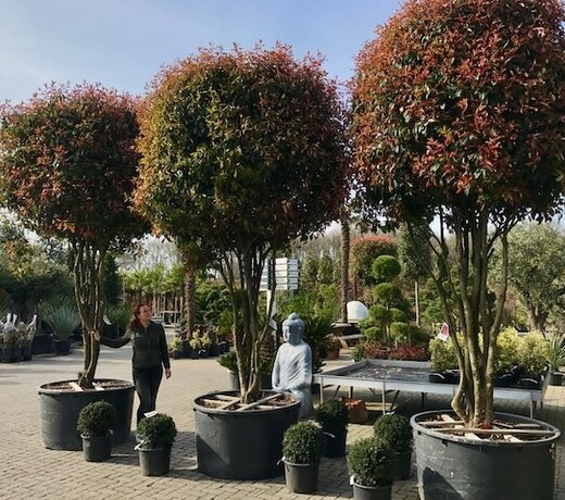 Photinia fraseri Red Robin (Glansmispel)