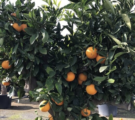 Sinaasappelboom (Citrus sinensis)