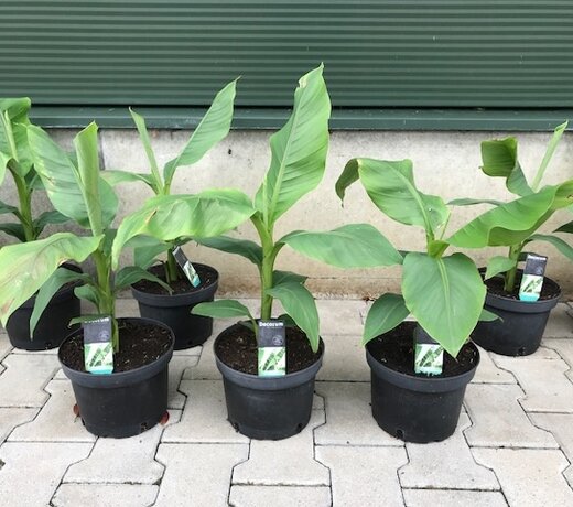 Bananenplant (Musa basjoo)