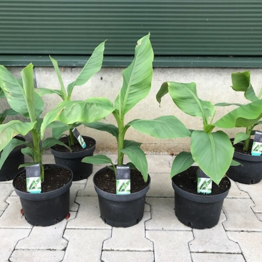 Bananenplant