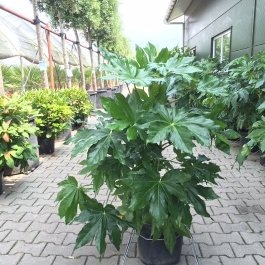 Fatsia japonica