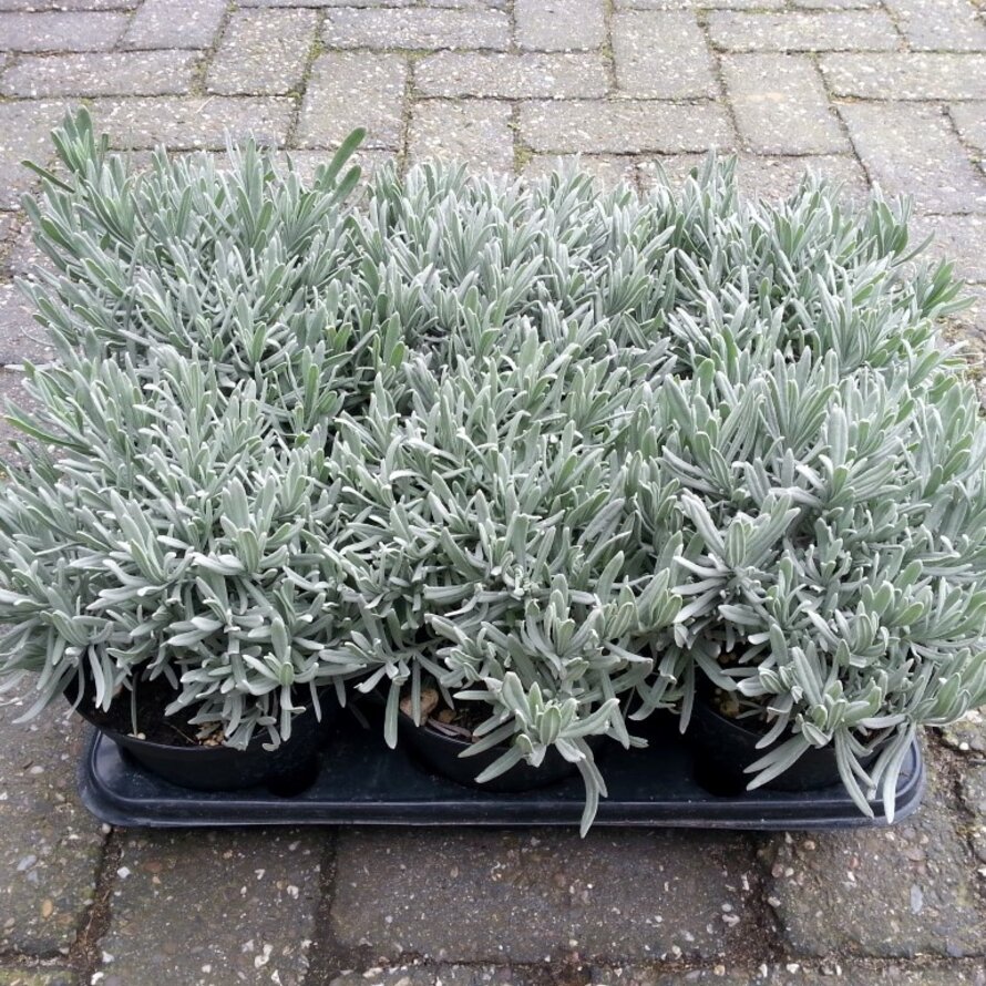 Italiaanse lavendel