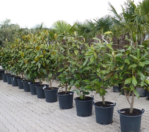 Magnolia grandiflora Gallisoniensis